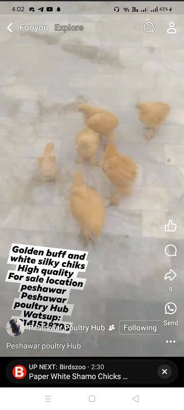 Golden heavy buff chiks for sale 0