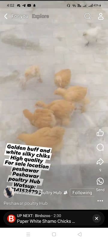 Golden heavy buff chiks for sale 2