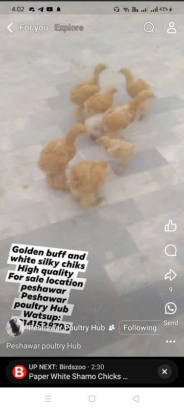 Golden heavy buff chiks for sale 3