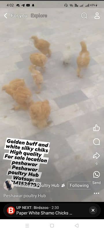 Golden heavy buff chiks for sale 4