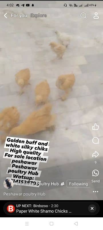 Golden heavy buff chiks for sale 5