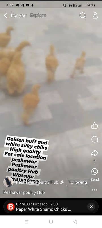 Golden heavy buff chiks for sale 6