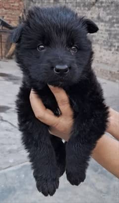 black ten/black German Shepherd puppies| Long Coat puppy | Dog | GSD