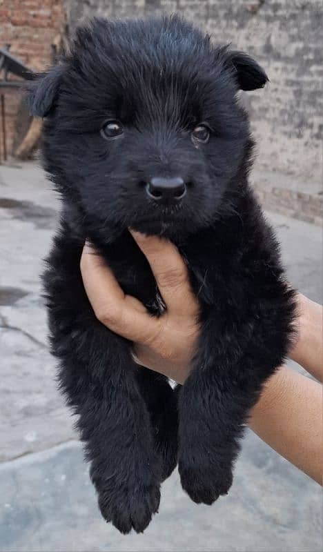 black ten/black German Shepherd puppies| Long Coat puppy | Dog | GSD 0