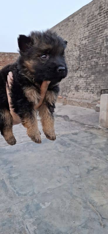 black ten/black German Shepherd puppies| Long Coat puppy | Dog | GSD 1