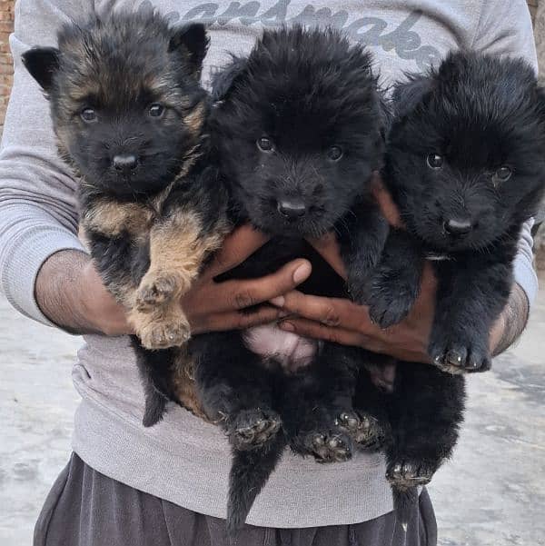 black ten/black German Shepherd puppies| Long Coat puppy | Dog | GSD 2