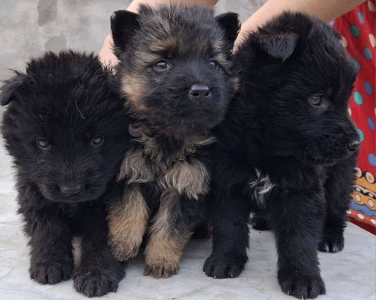 black ten/black German Shepherd puppies| Long Coat puppy | Dog | GSD 3