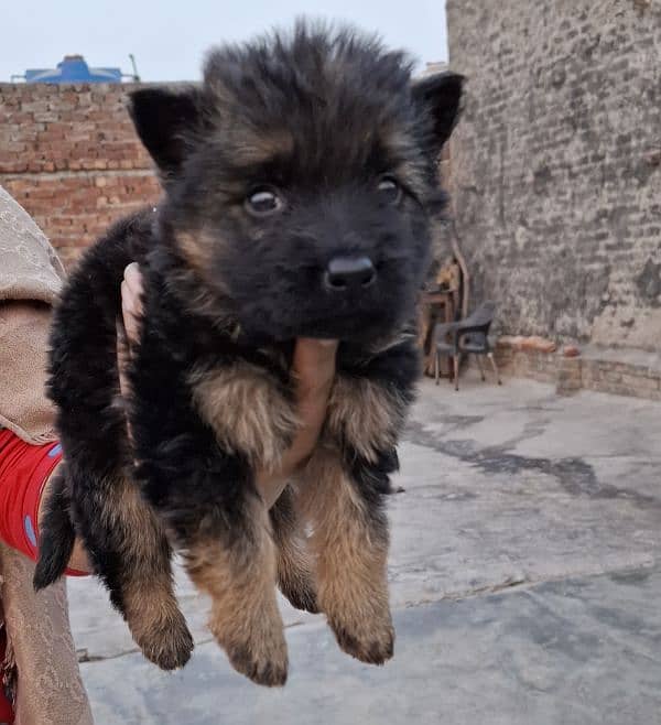 black ten/black German Shepherd puppies| Long Coat puppy | Dog | GSD 4