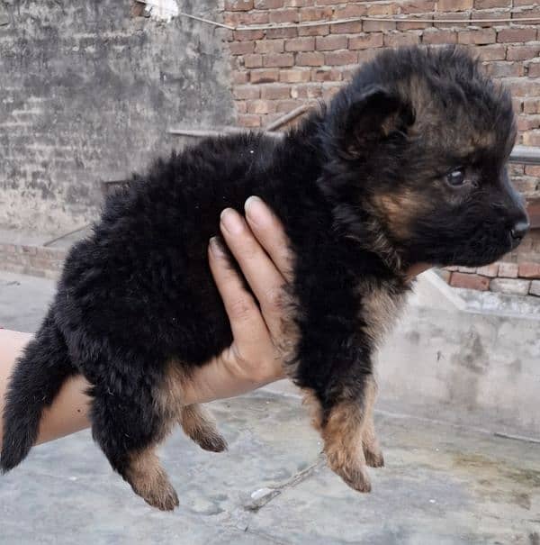 black ten/black German Shepherd puppies| Long Coat puppy | Dog | GSD 5