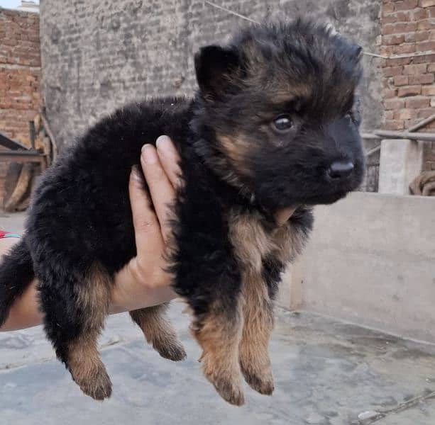 black ten/black German Shepherd puppies| Long Coat puppy | Dog | GSD 6