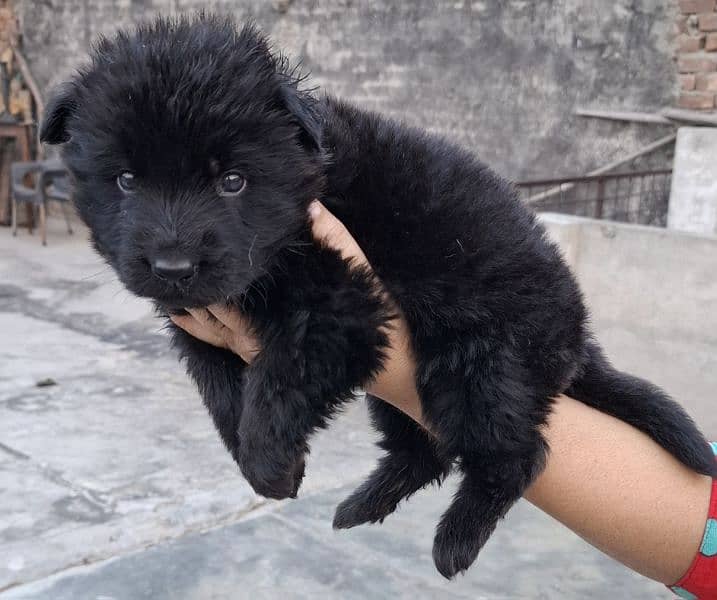 black ten/black German Shepherd puppies| Long Coat puppy | Dog | GSD 7