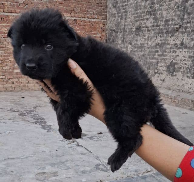 black ten/black German Shepherd puppies| Long Coat puppy | Dog | GSD 8