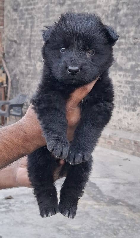 black ten/black German Shepherd puppies| Long Coat puppy | Dog | GSD 9