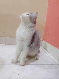 Persian female cat