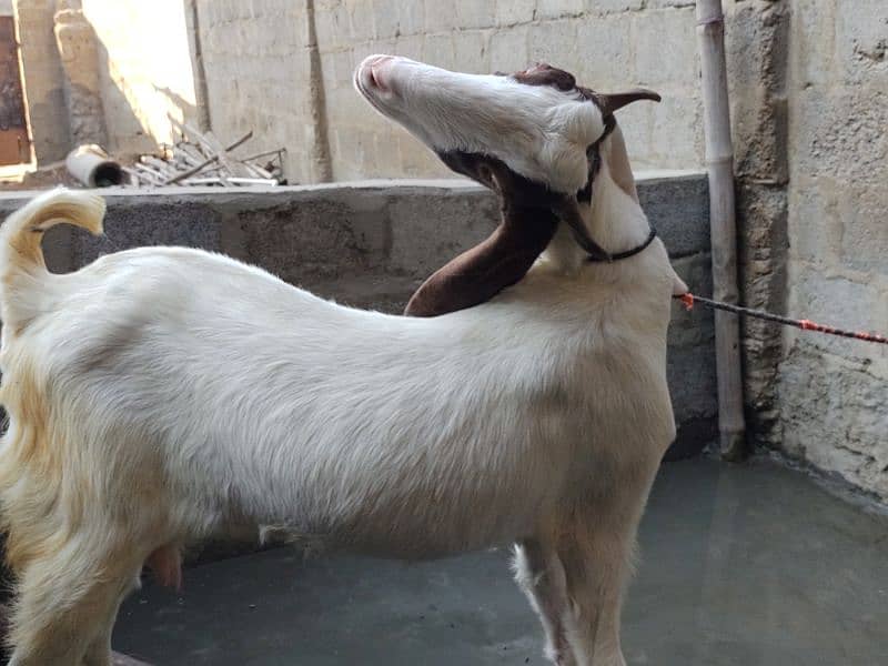 goat for sale 3