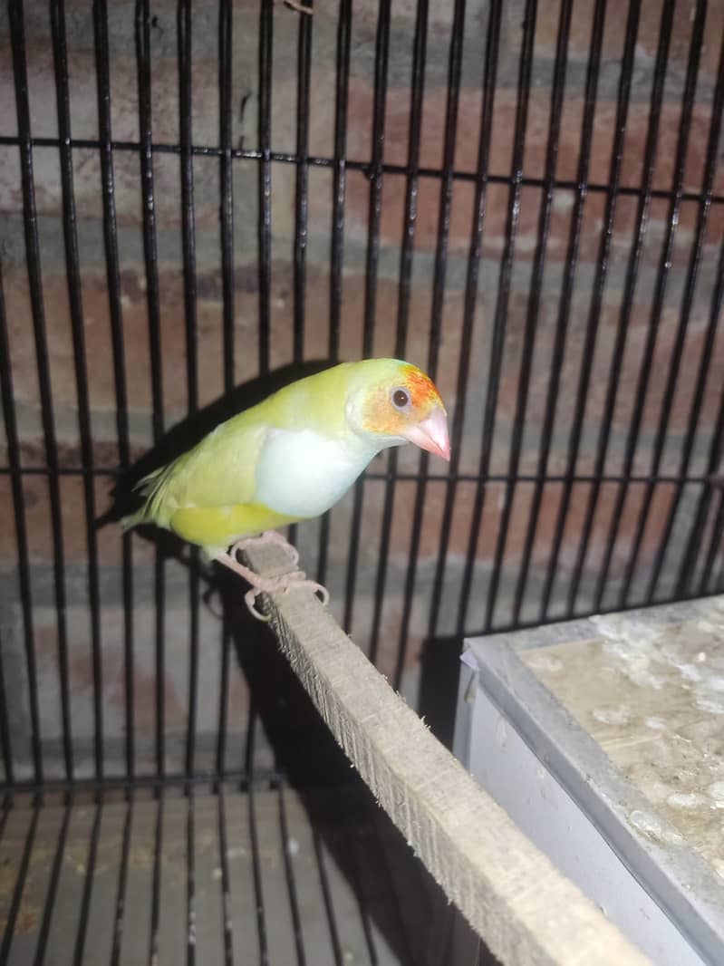 finches breeder pair argent sell (0300-4436828) 0