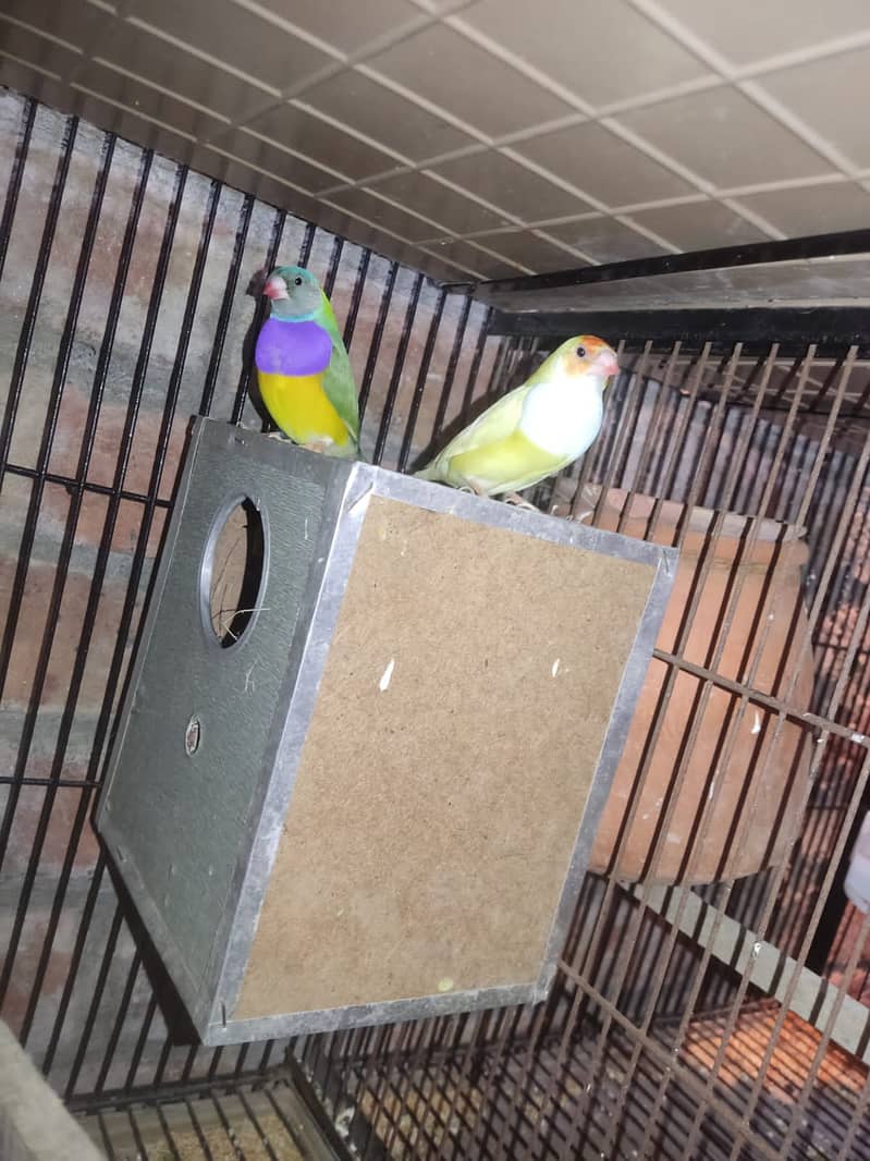 finches breeder pair argent sell (0300-4436828) 1