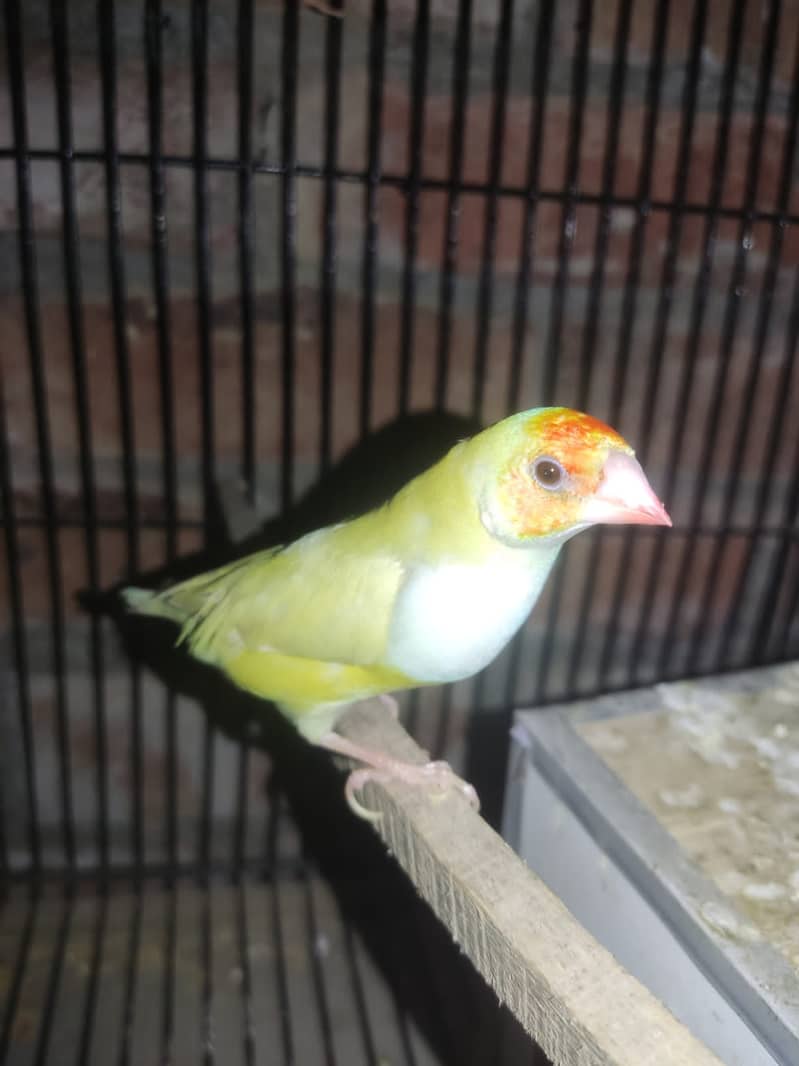 finches breeder pair argent sell (0300-4436828) 2