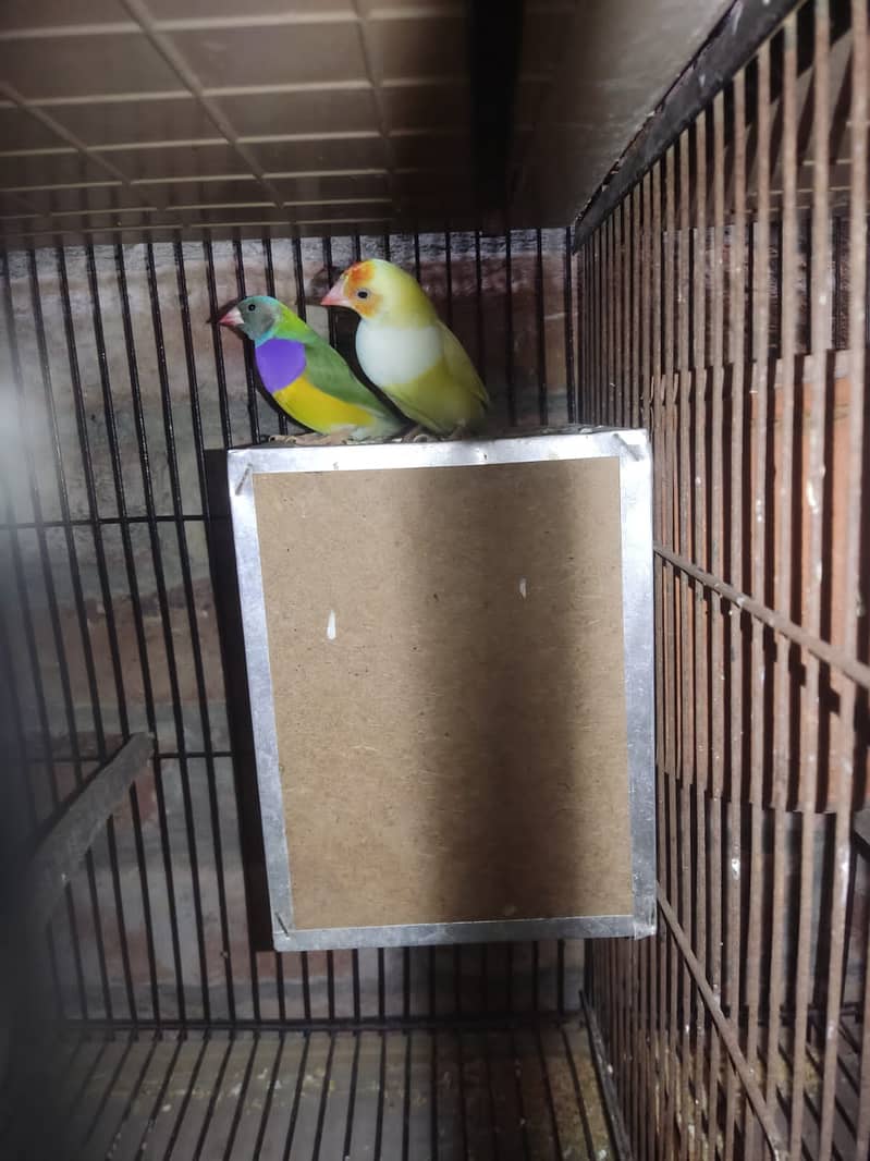 finches breeder pair argent sell (0300-4436828) 3