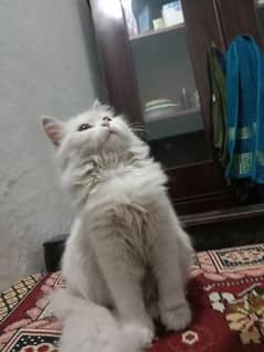 Persian kitten age 4 month