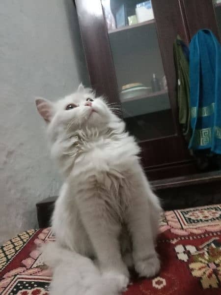 Persian kitten age 4 month 2