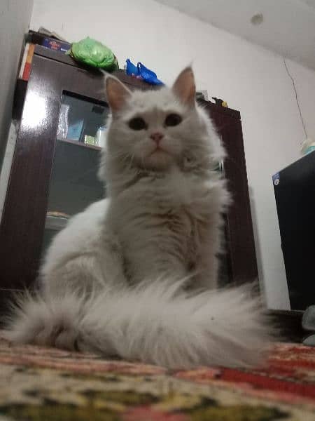 Persian kitten age 4 month 0