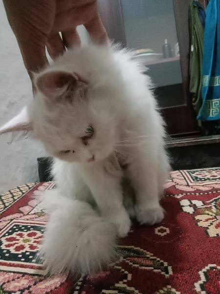 Persian kitten age 4 month 3