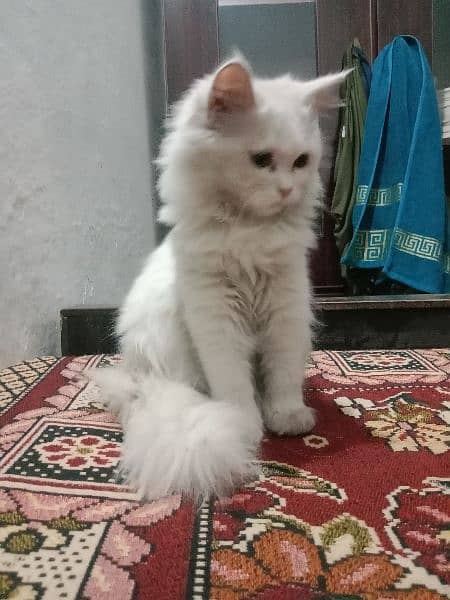 Persian kitten age 4 month 4