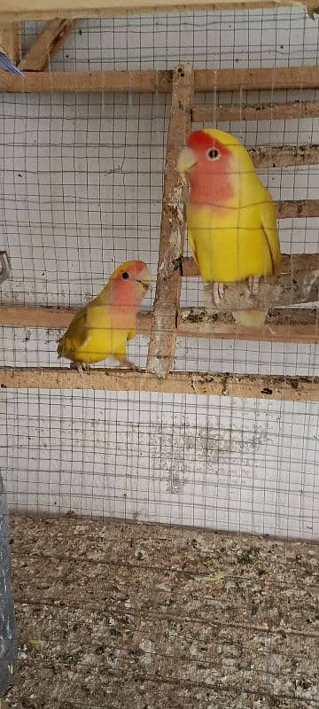 love bird for sale. . full. . beader 2