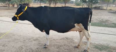 cow for sale