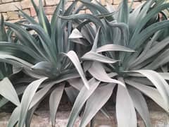 Agave plant