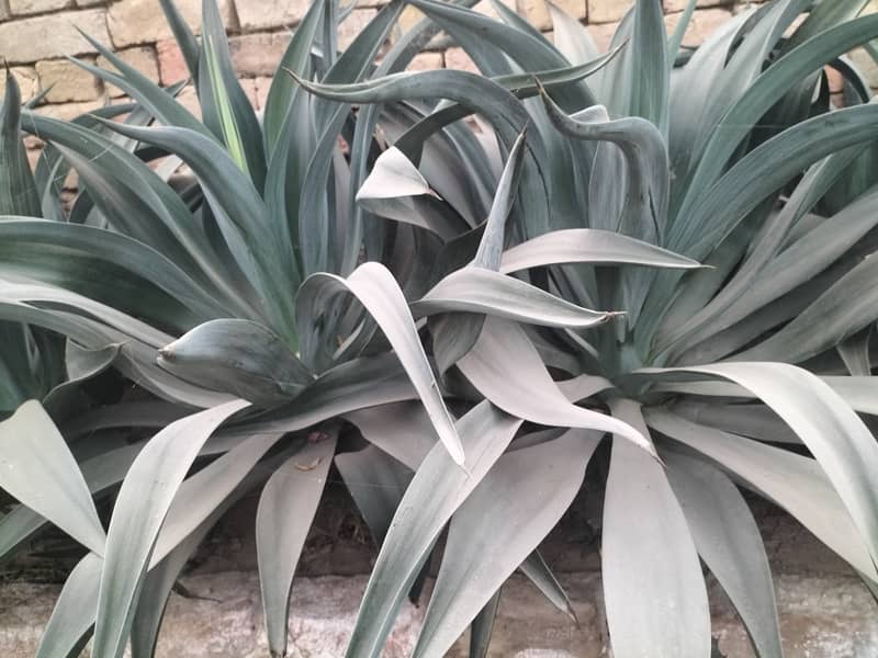 Agave plant 0