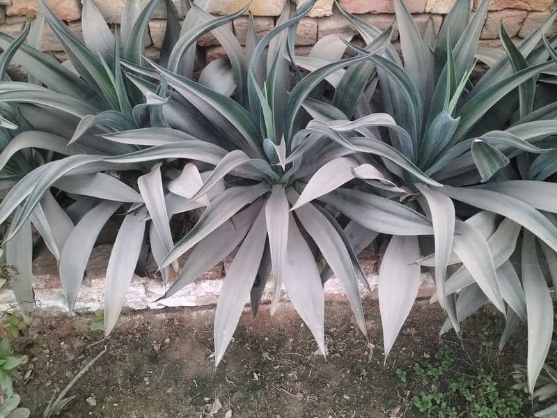 Agave plant 1