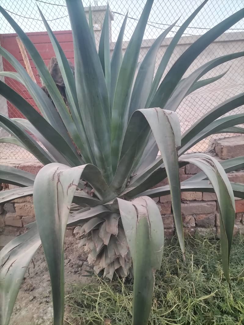 Agave plant 2