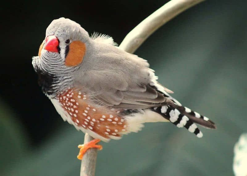 zebra finch payer 0