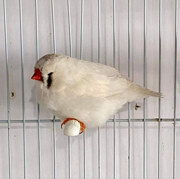 zebra finch payer 2