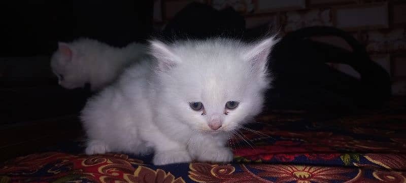 White persain kitten 0