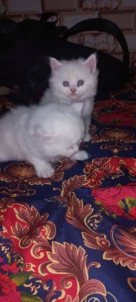 White persain kitten 1