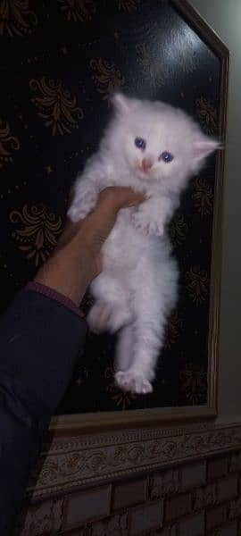 White persain kitten 2