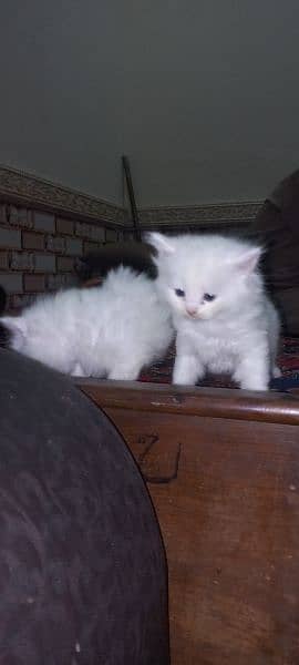 White persain kitten 3