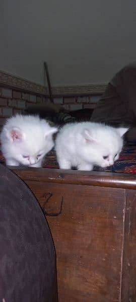 White persain kitten 4