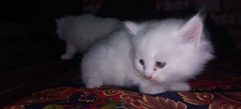 White persain kitten 5