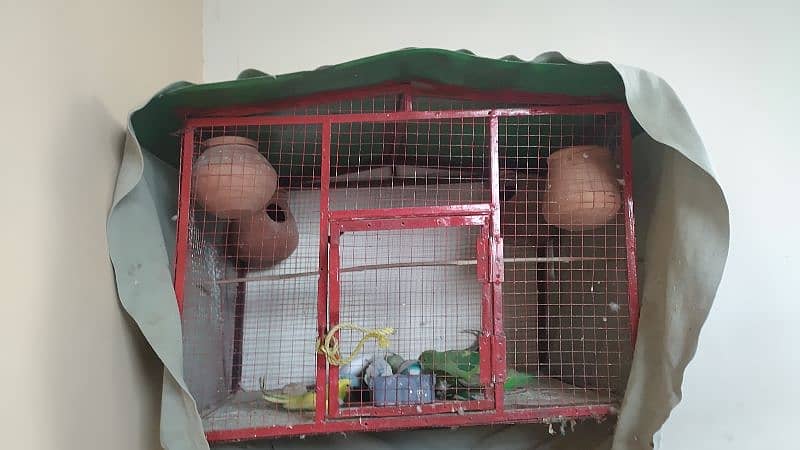 iron cage with parrots available 0