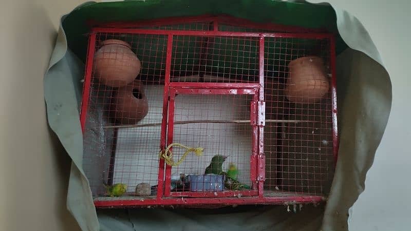 iron cage with parrots available 1