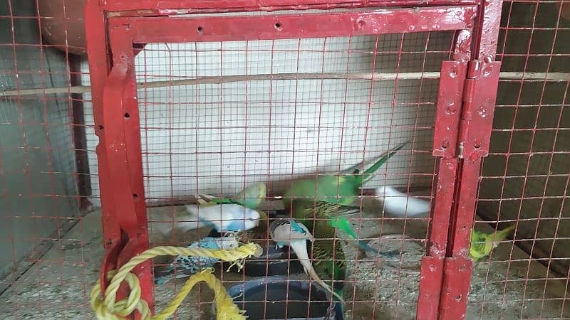 iron cage with parrots available 2