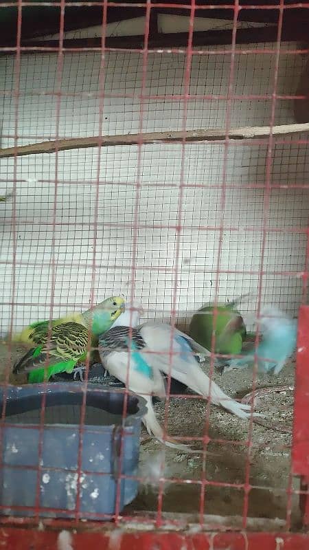 iron cage with parrots available 3