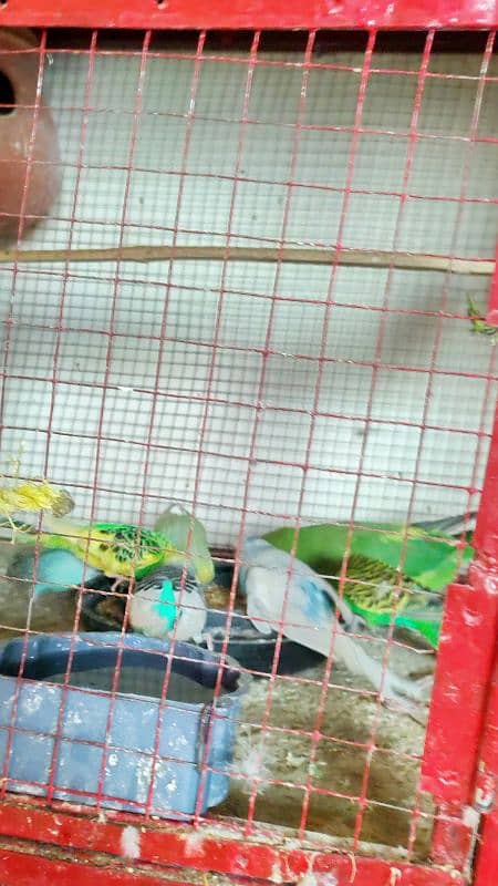 iron cage with parrots available 4