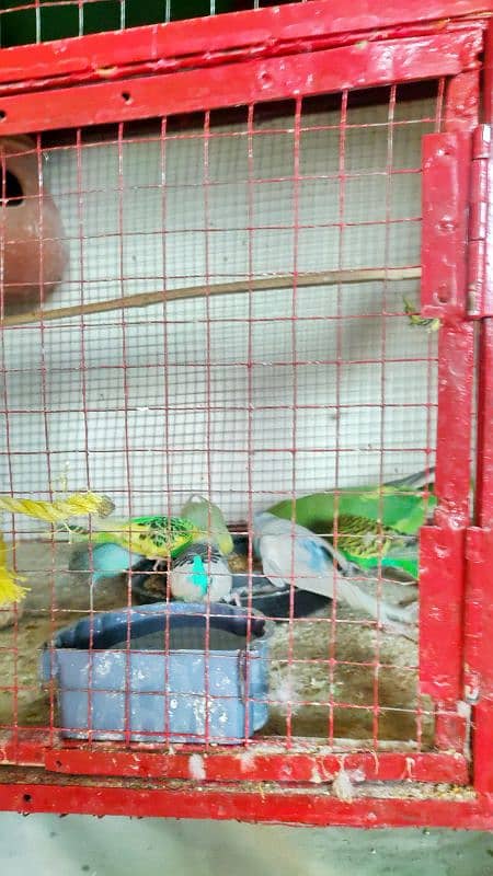 iron cage with parrots available 5