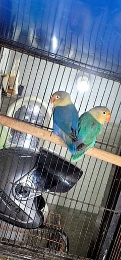 love birds