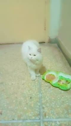 Persian cat age 6 month